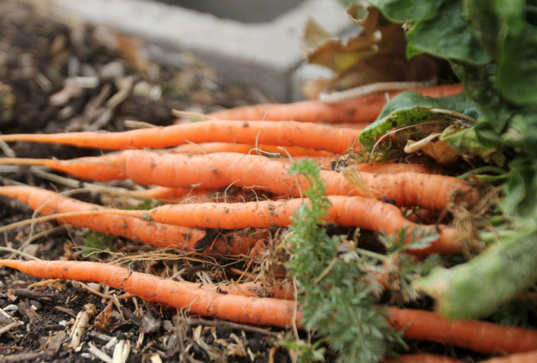 Living Here - Community Garden